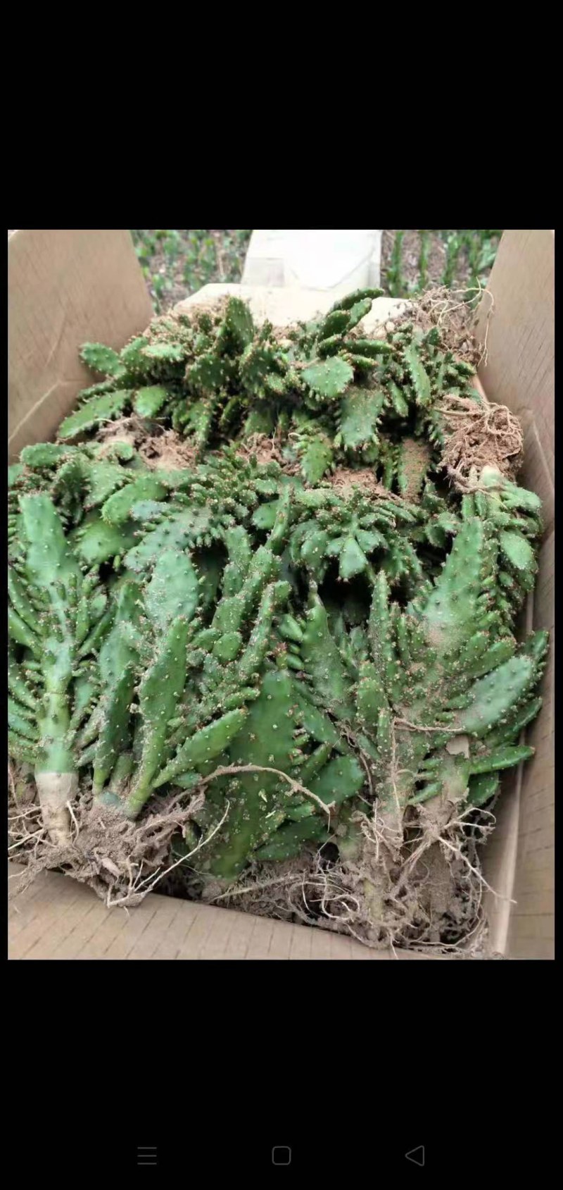 千手观音盆栽植物室内阳台绿植花卉山东仙人掌苗类千佛手多肉