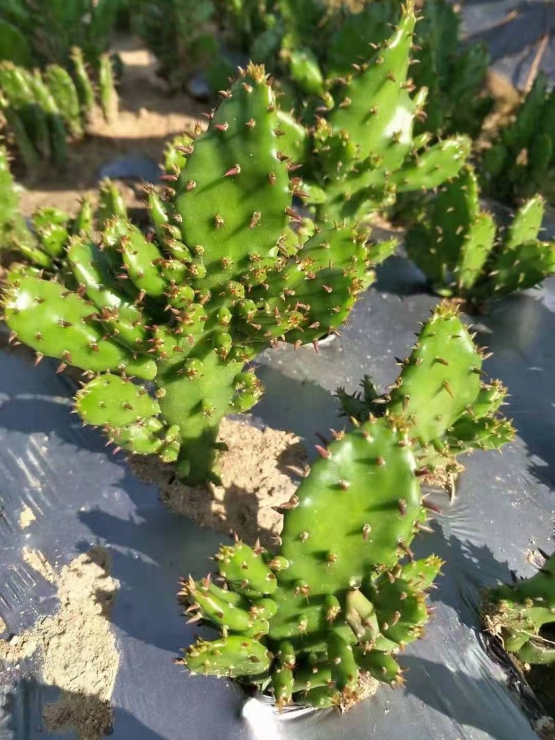 千手观音盆栽植物室内阳台绿植花卉山东仙人掌苗类千佛手多肉