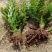 千手观音盆栽植物室内阳台绿植花卉山东仙人掌苗类千佛手多肉