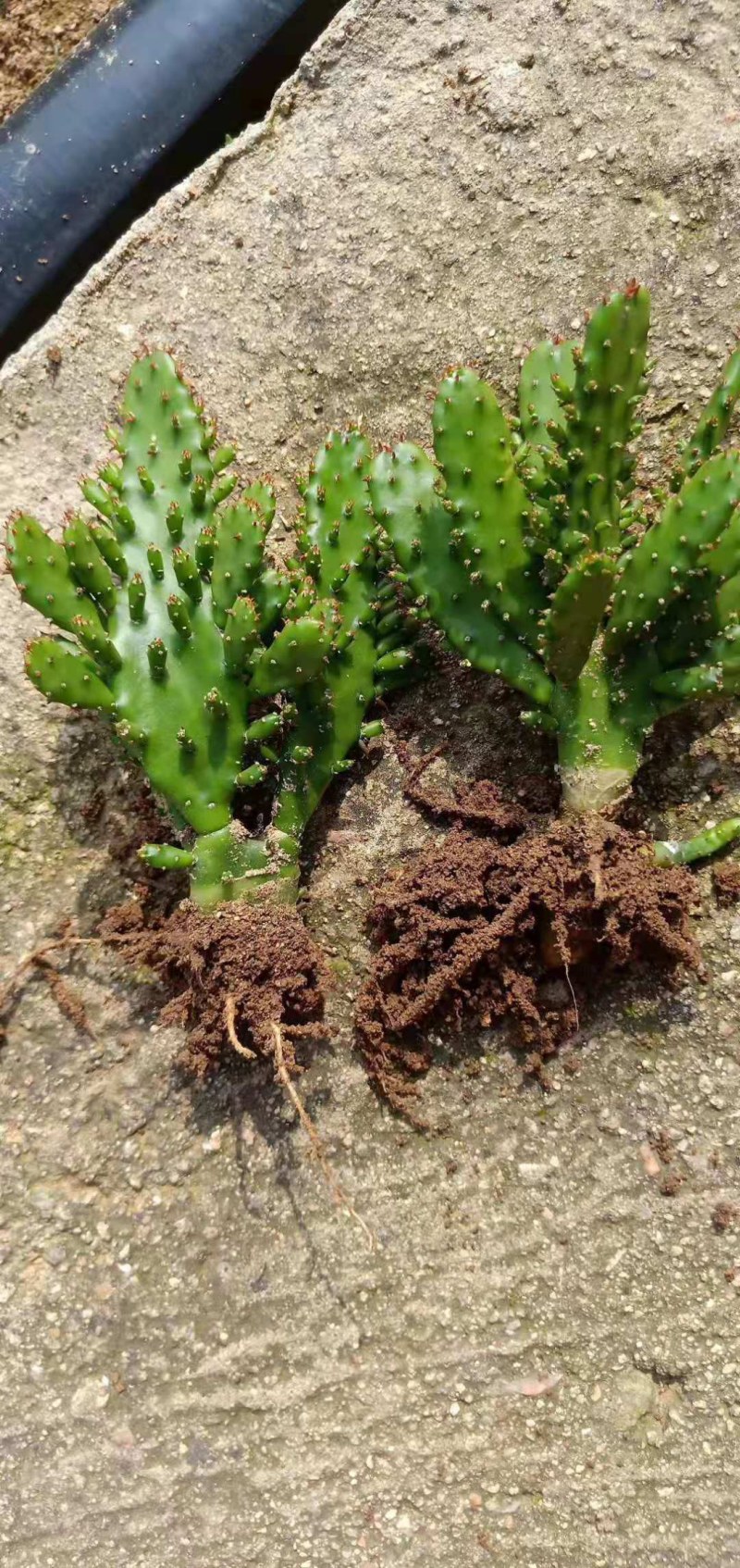 千手观音盆栽植物室内阳台绿植花卉山东仙人掌苗类千佛手多肉