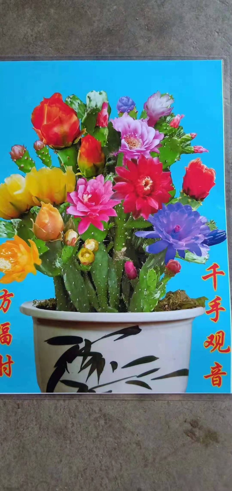 千手观音盆栽植物室内阳台绿植花卉山东仙人掌苗类千佛手多肉