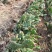 千手观音盆栽植物室内阳台绿植花卉山东仙人掌苗类千佛手多肉