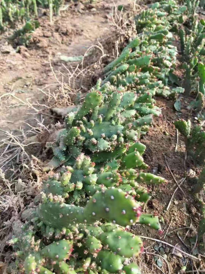 千手观音盆栽植物室内阳台绿植花卉山东仙人掌苗类千佛手多肉