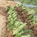 千手观音盆栽植物室内阳台绿植花卉山东仙人掌苗类千佛手多肉