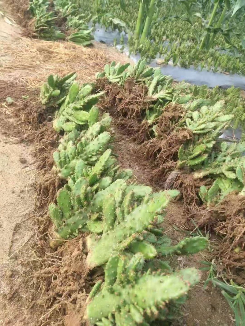 千手观音盆栽植物室内阳台绿植花卉山东仙人掌苗类千佛手多肉