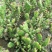 千手观音盆栽植物室内阳台绿植花卉山东仙人掌苗类千佛手多肉