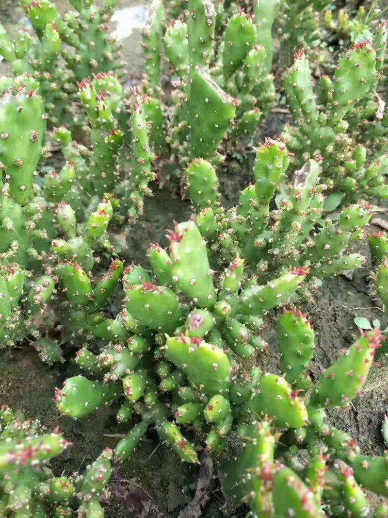 千手观音盆栽植物室内阳台绿植花卉山东仙人掌苗类千佛手多肉