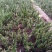 千手观音盆栽植物室内阳台绿植花卉山东仙人掌苗类千佛手多肉