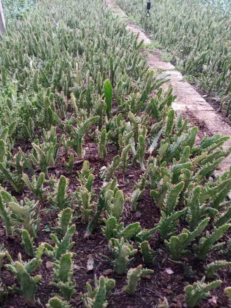 千手观音盆栽植物室内阳台绿植花卉山东仙人掌苗类千佛手多肉