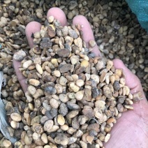 黄豆肥料豆优质上地好肥料适用南北方客户种植好肥料