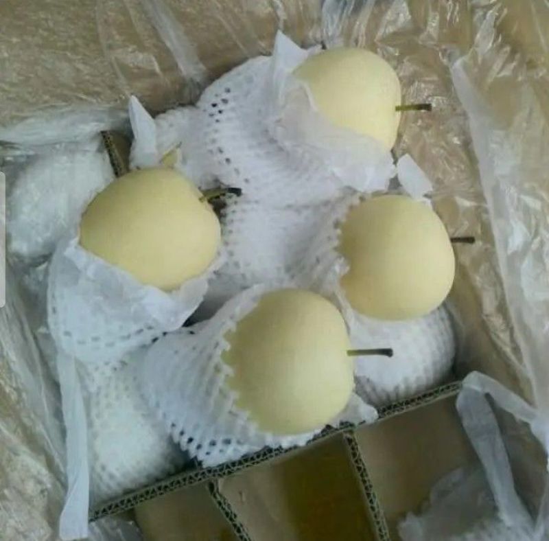 皇冠梨，300~500g，纸袋，冷库存放，商超对接l