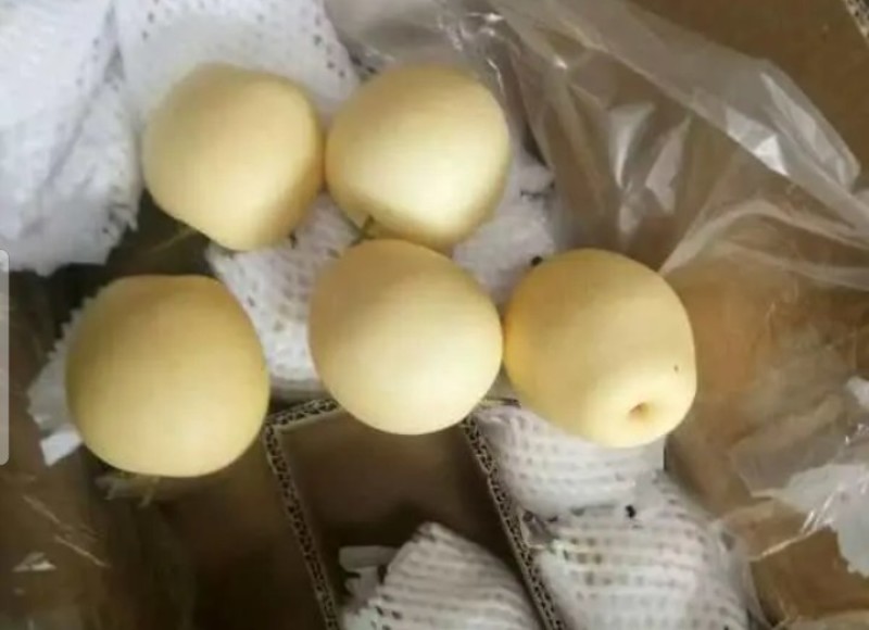 皇冠梨，300~500g，纸袋，冷库存放，商超对接l