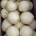 皇冠梨，300~500g，纸袋，冷库存放，商超对接l