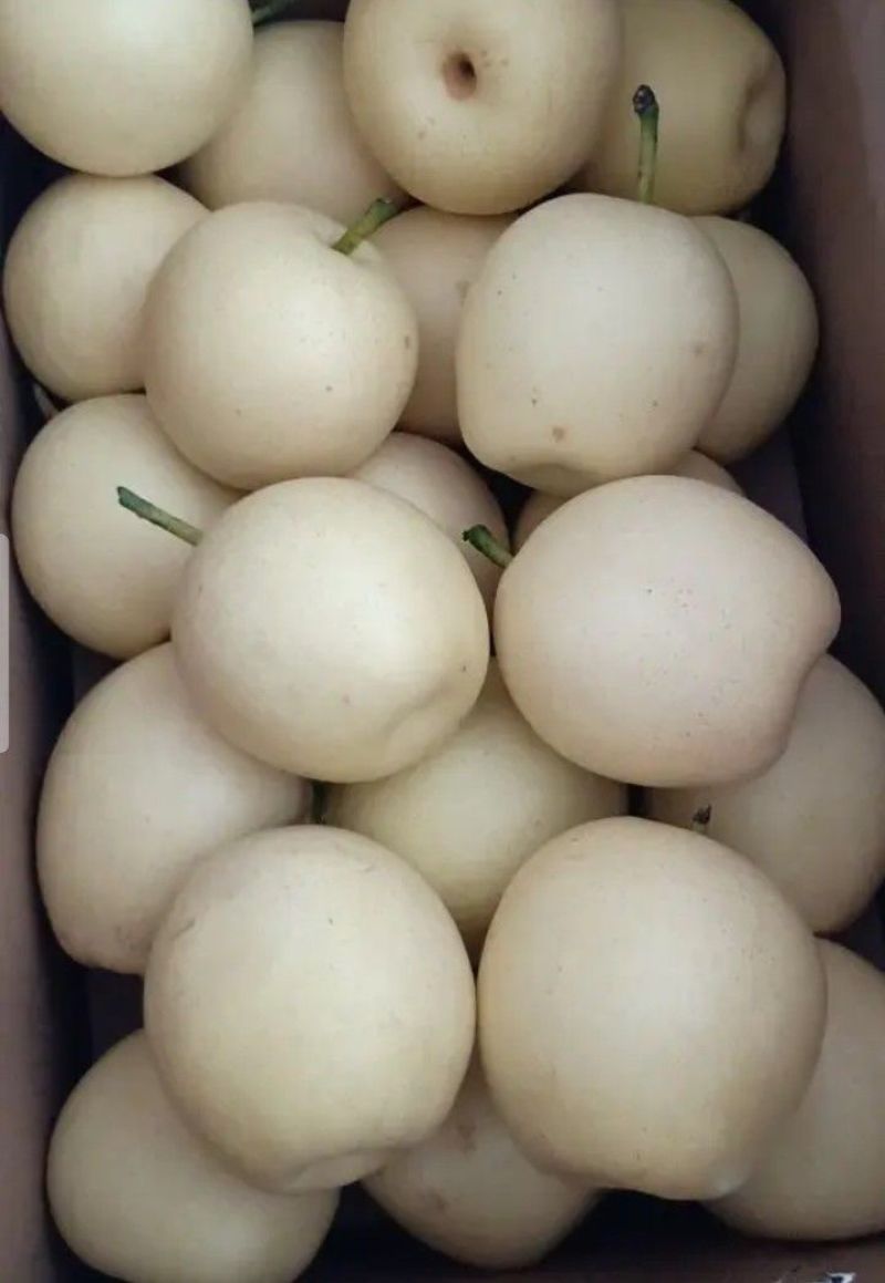 皇冠梨，300~500g，纸袋，冷库存放，商超对接l