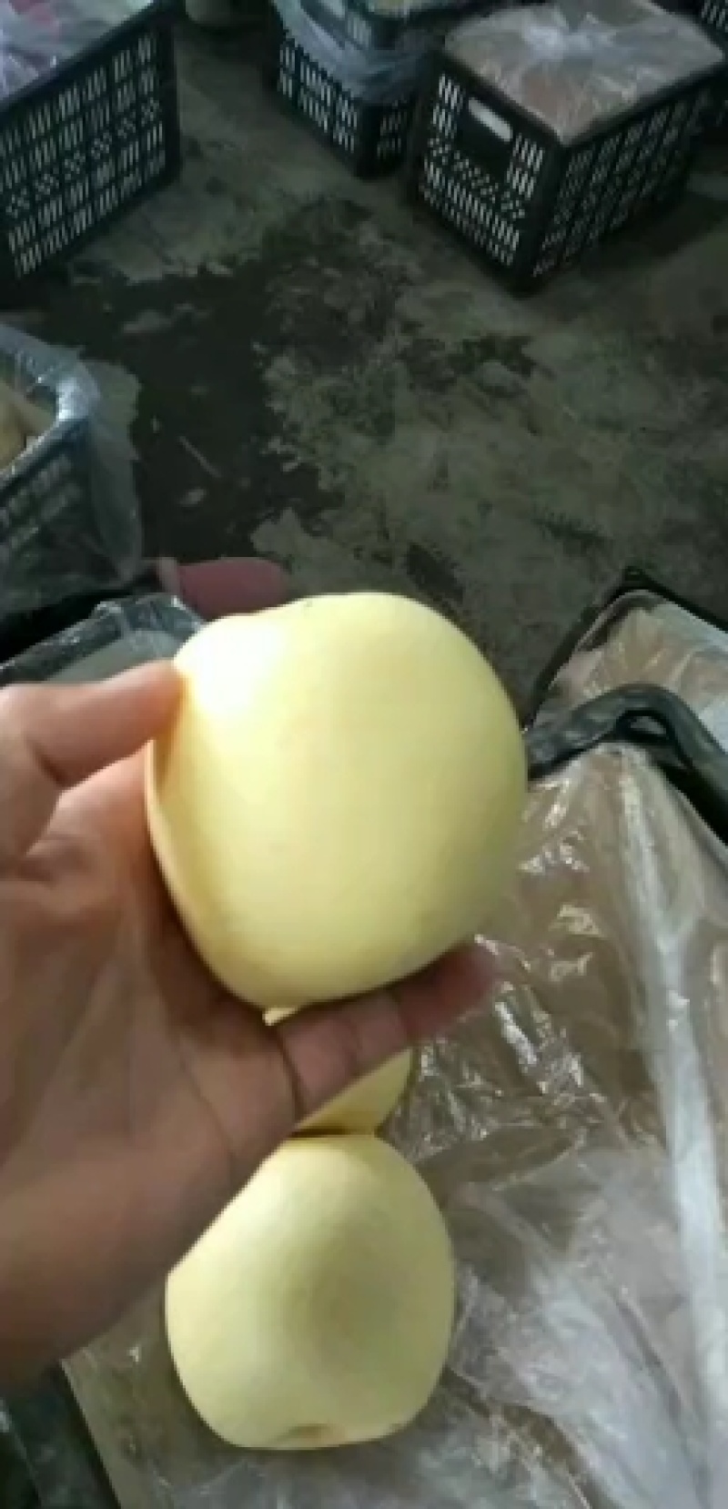 皇冠梨，300~500g，纸袋，冷库存放，商超对接l