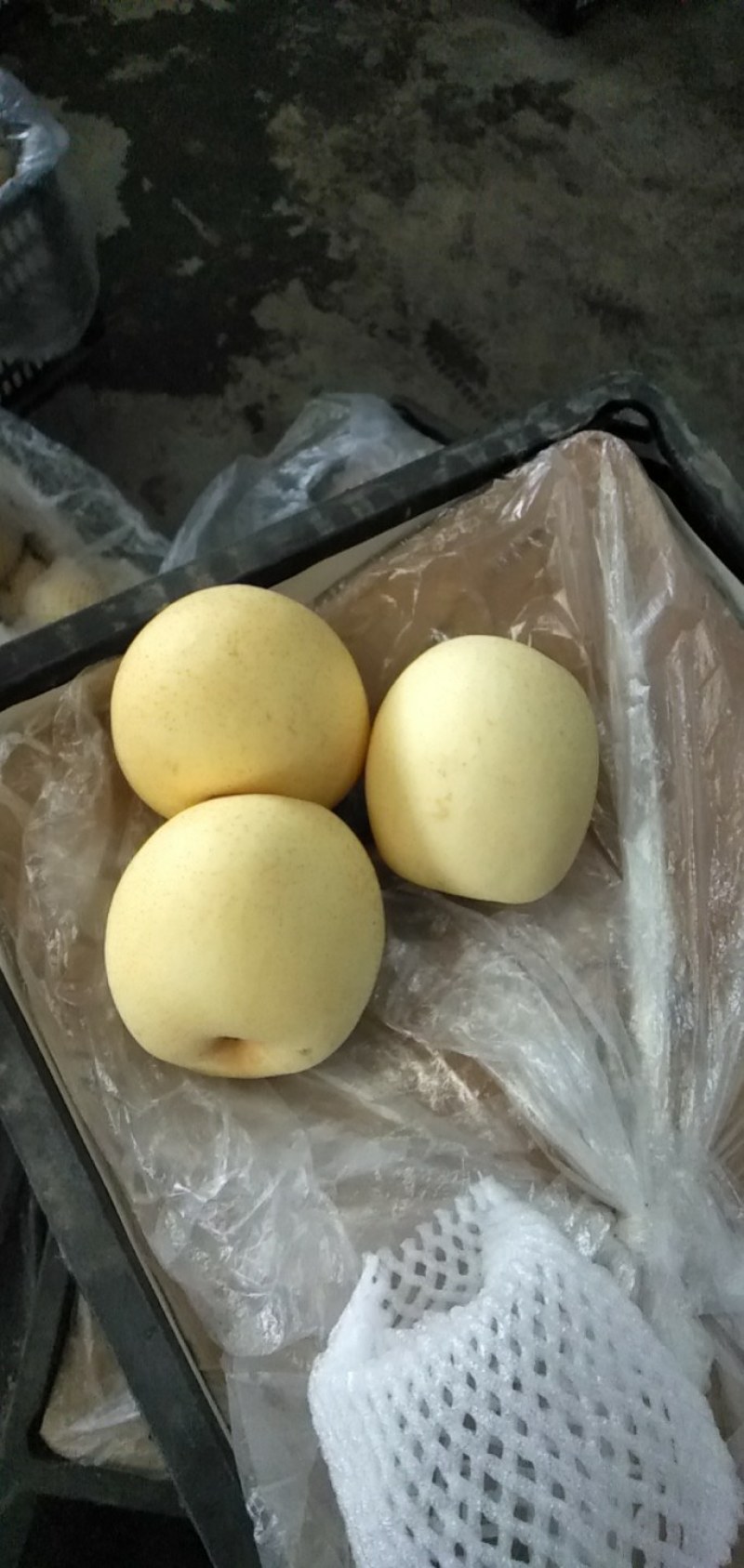 皇冠梨，300~500g，纸袋，冷库存放，商超对接l