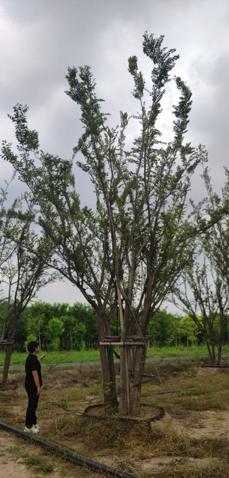 丛生朴树，胸径50-75公分，高度7-9米，自己苗圃货源