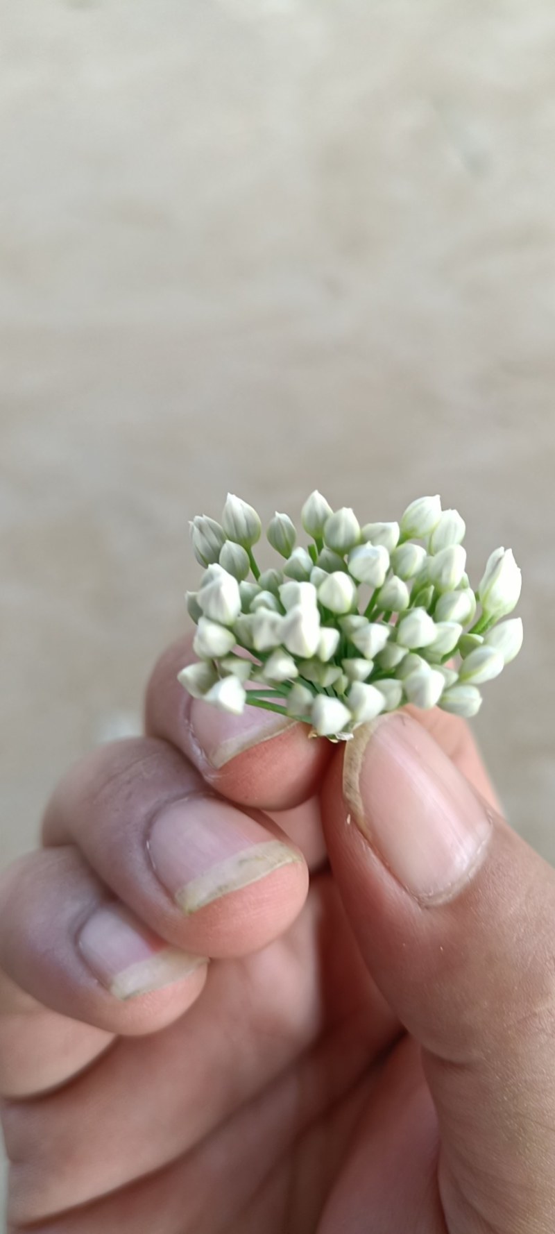 韭花