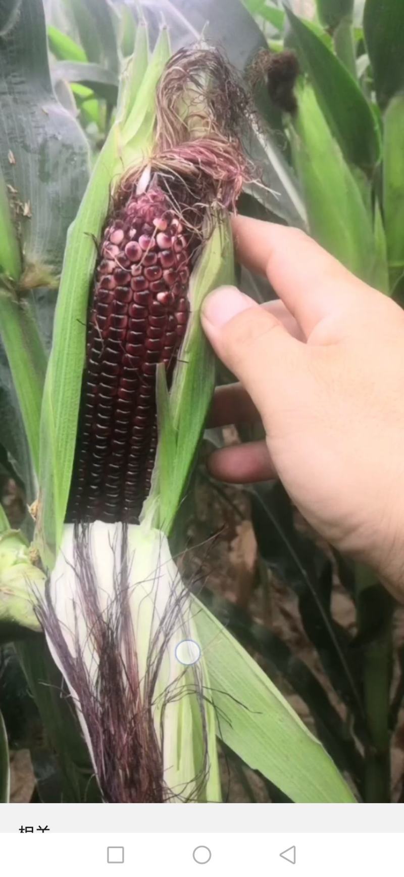 白加黑有需要的联系