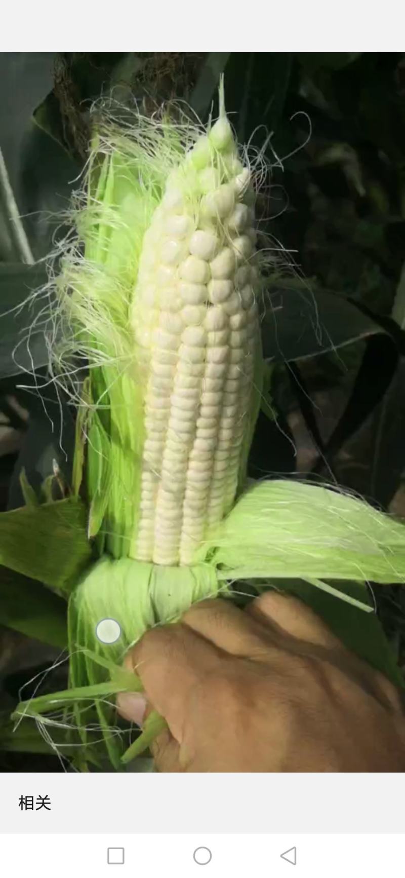 白加黑有需要的联系