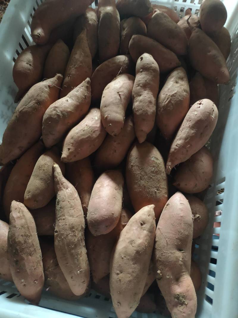 小蜜薯