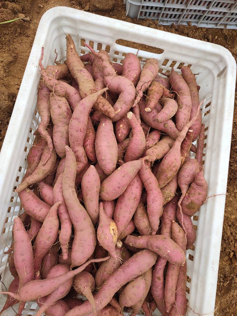 小蜜薯