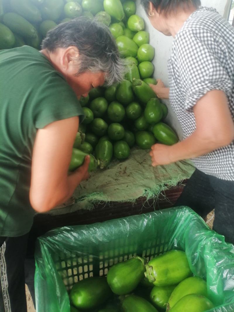 河南青皮茄子大量上市求合作
