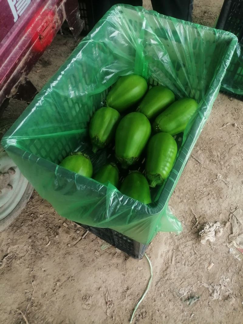 河南青皮茄子大量上市求合作