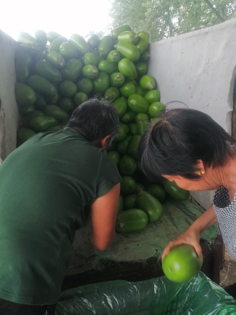 河南周口优质大棚青皮茄子陆续大量上市求合作