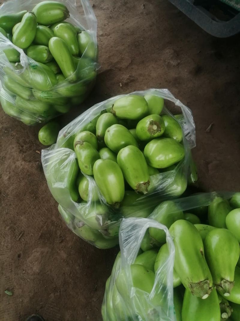 河南周口优质大棚青皮茄子陆续大量上市求合作