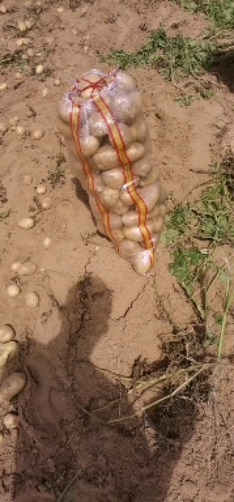 陕北土豆V7希森大量上市，基地货源稳定，供货全国客户