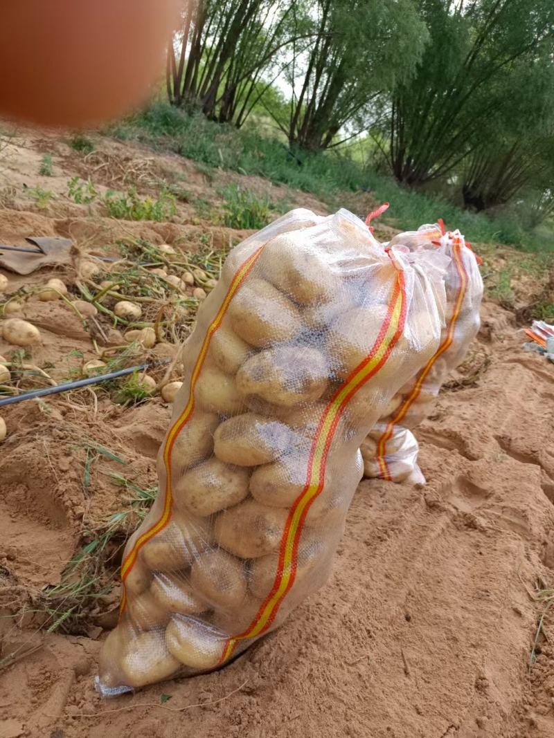 陕北土豆V7希森大量上市，基地货源稳定，供货全国客户