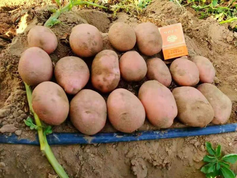 陕北土豆V7希森大量上市，基地货源稳定，供货全国客户
