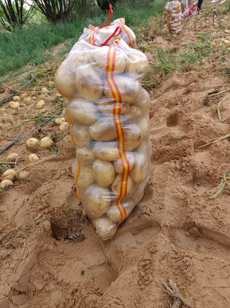 陕北土豆V7希森大量上市，基地货源稳定，供货全国客户