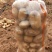 陕北土豆V7希森大量上市，基地货源稳定，供货全国客户