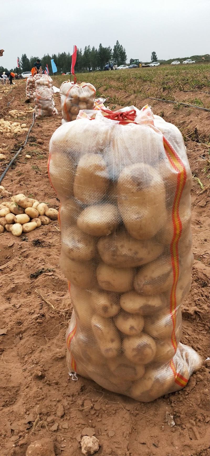 陕北土豆V7希森大量上市，基地货源稳定，供货全国客户