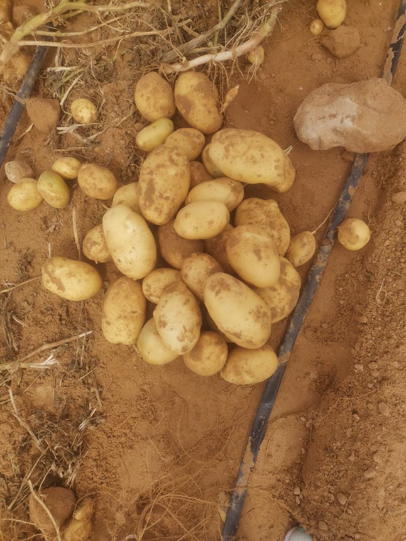 陕北土豆V7希森大量上市，基地货源稳定，供货全国客户