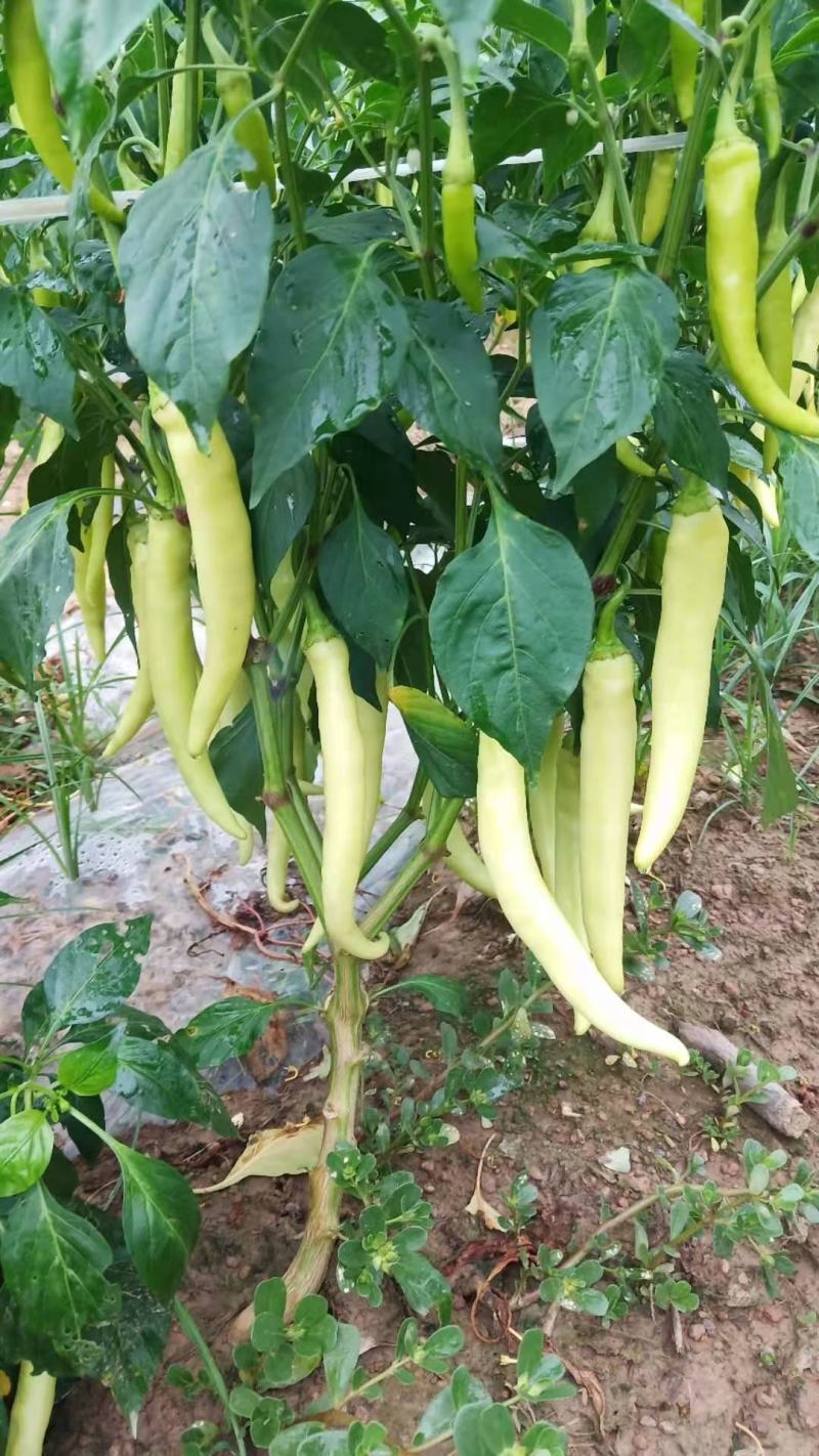 白辣椒