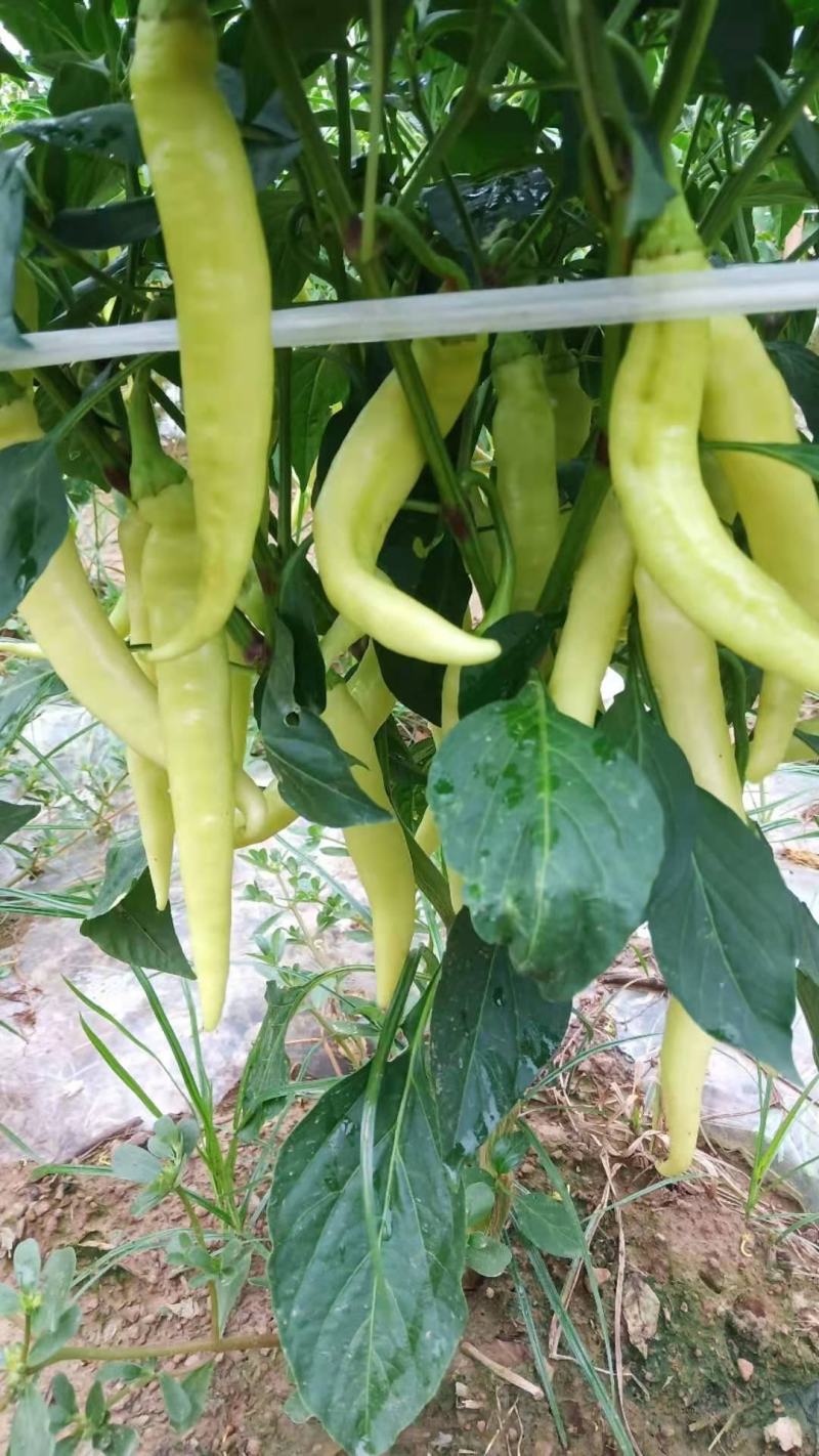 白辣椒