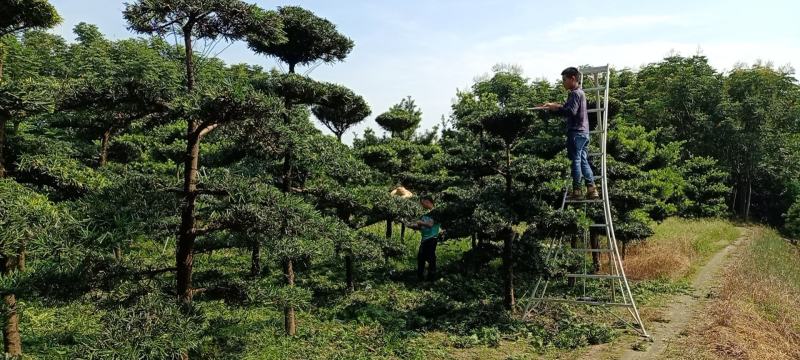 造型罗汉松精品