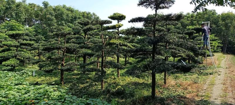 造型罗汉松精品