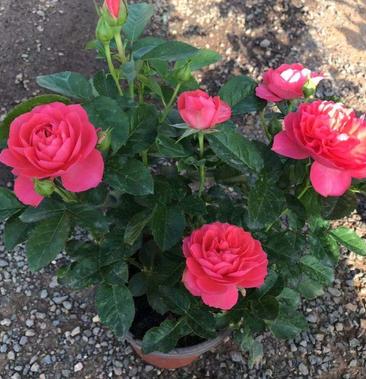 玫瑰月季(舞女)带花苞四季开花阳台庭院花卉植