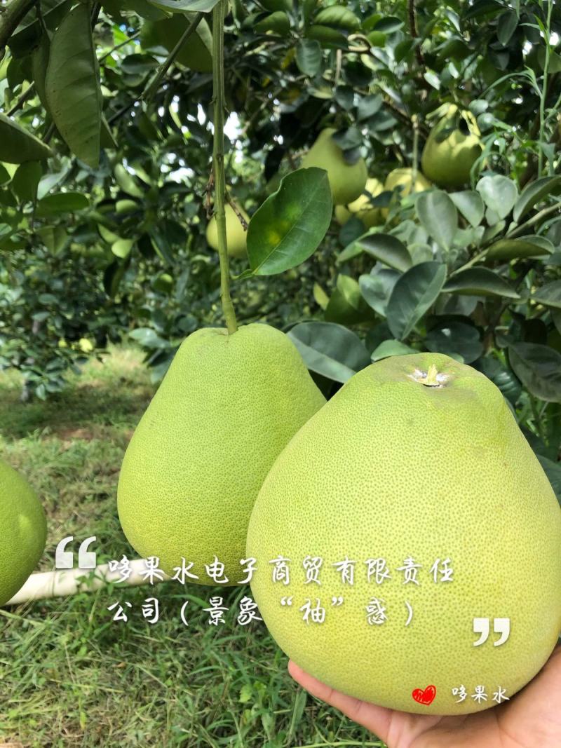 西双版纳东试早柚(傣柚)