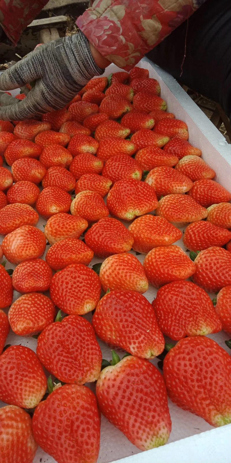 脱毒草莓苗章姬（甜宝）红颜妙香顺丰包邮量大优惠