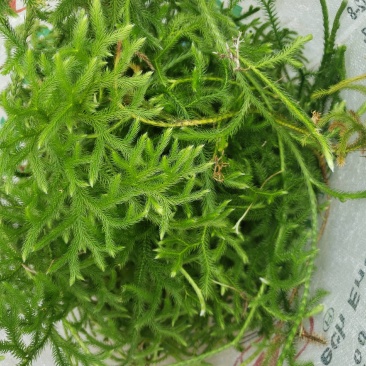 伸筋草