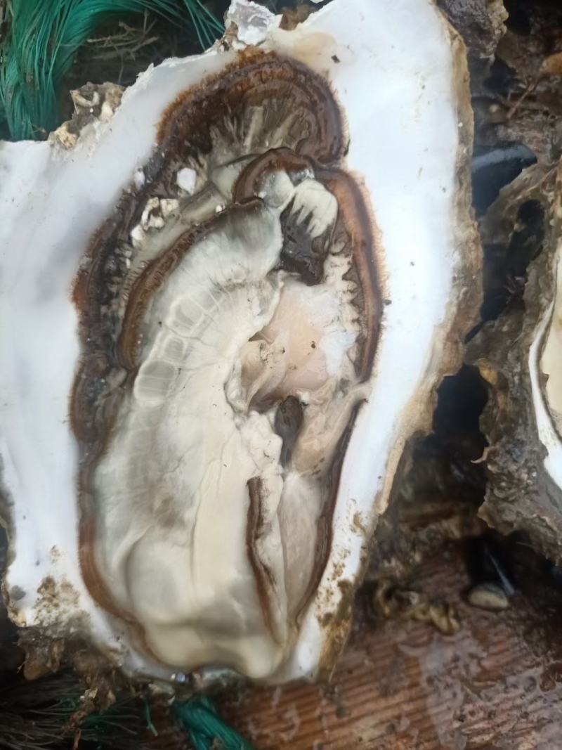 黄花鱼
