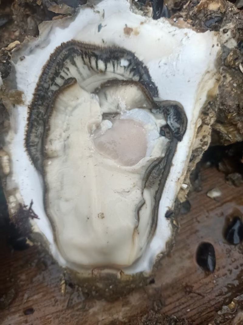 黄花鱼