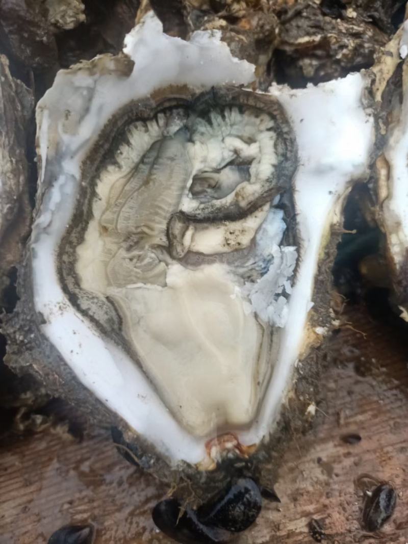 黄花鱼
