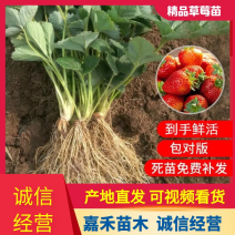 脱毒草莓苗章姬（甜宝）红颜妙香顺丰包邮量大优惠