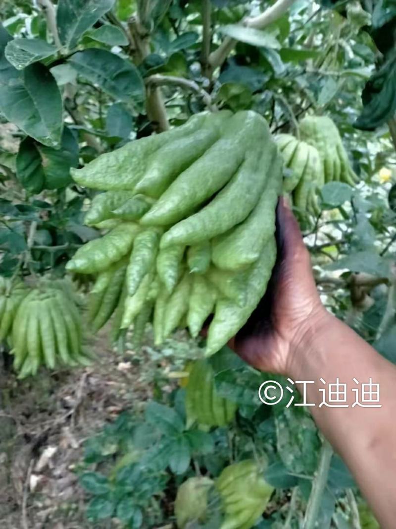 佛手鲜果干片佛手枝条佛手苗一年两年的都有大量收佛手鲜青果
